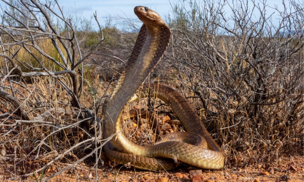 cape cobra bite