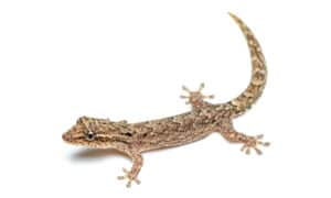 Mourning Gecko Picture