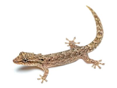 A Mourning Gecko