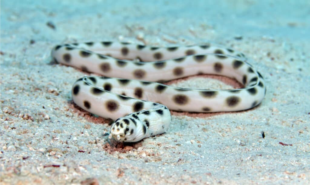 Snake Eel