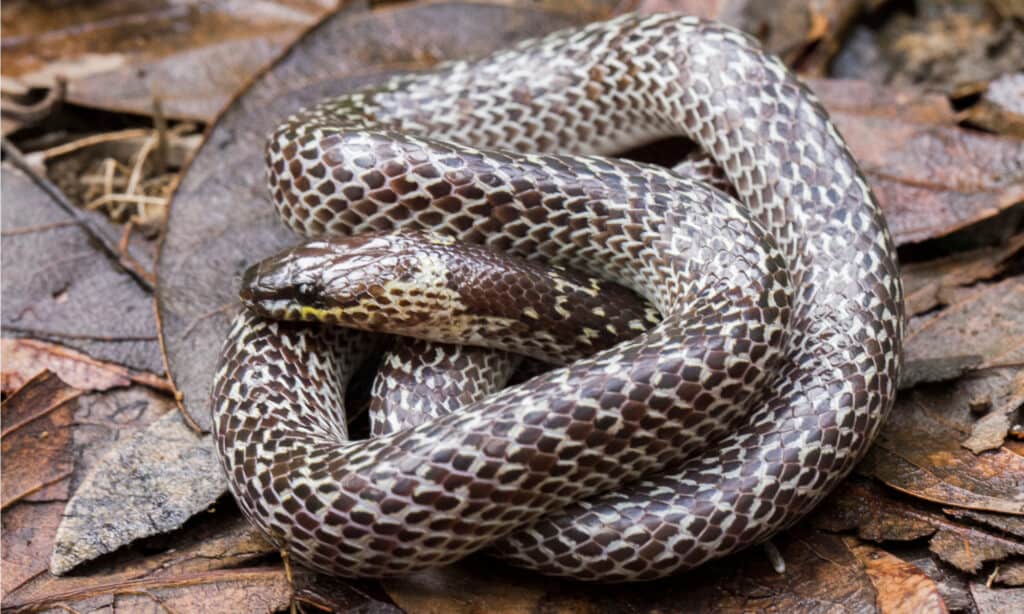 Wolf Snake - A-Z Animals