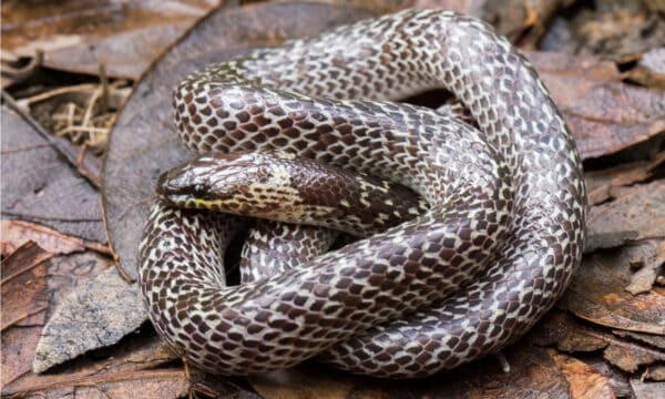 Wolf Snake - A-z Animals