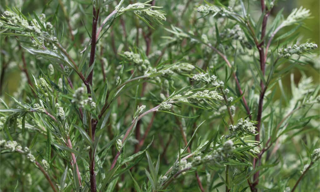 Mugwort vs Wormwood