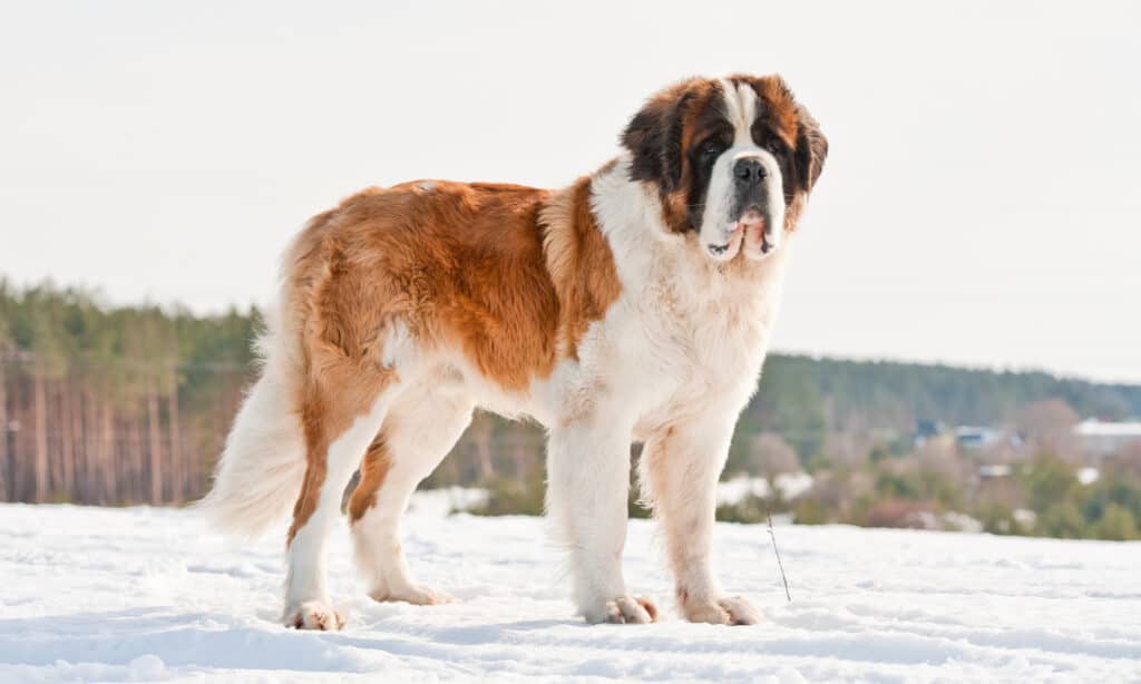 Saint bernard