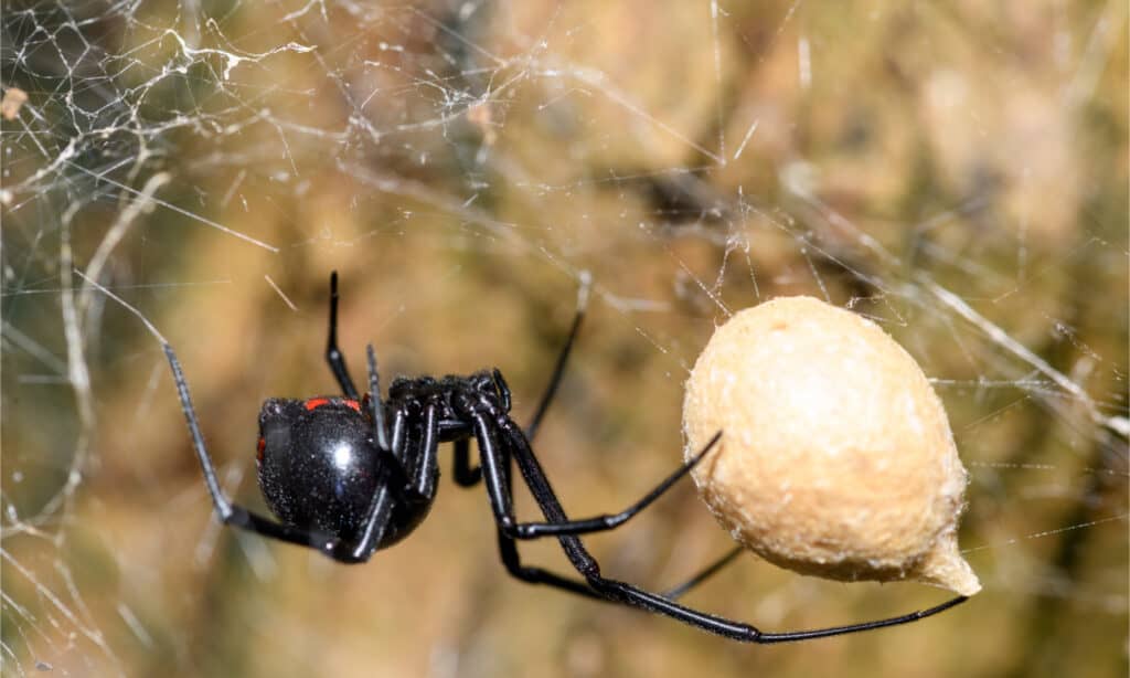 Southern Black Widow - Black Spiders in Florida