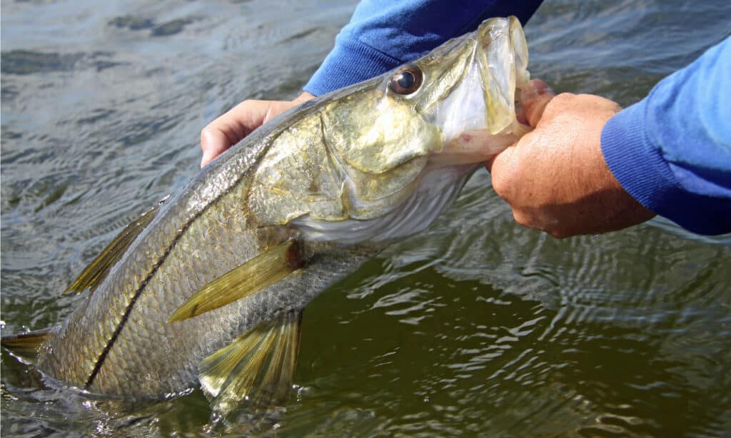 Snook Fish