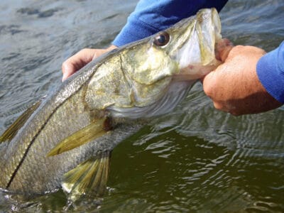 A Snook Fish