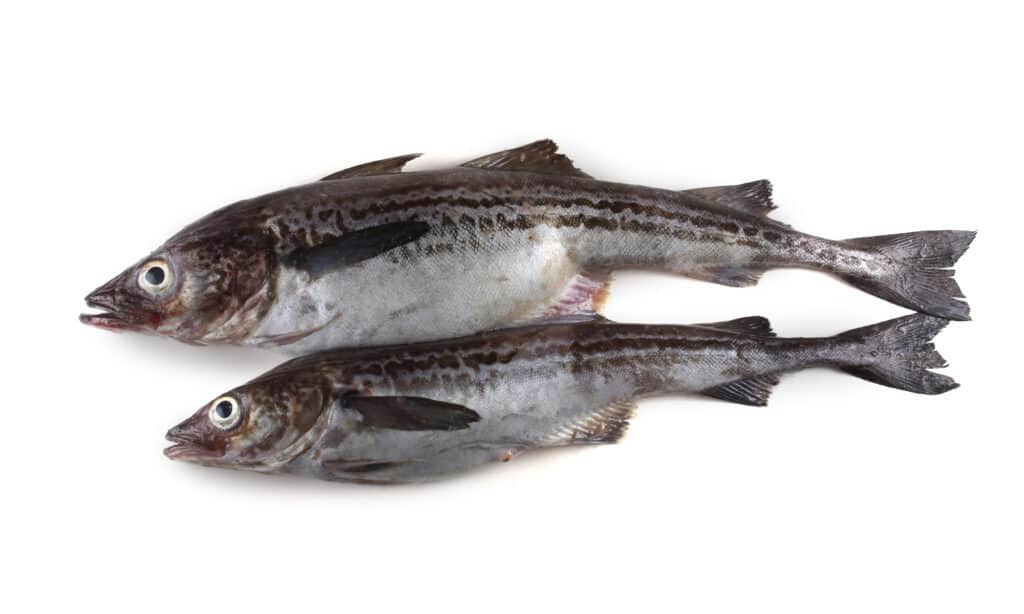 Alaska pollock