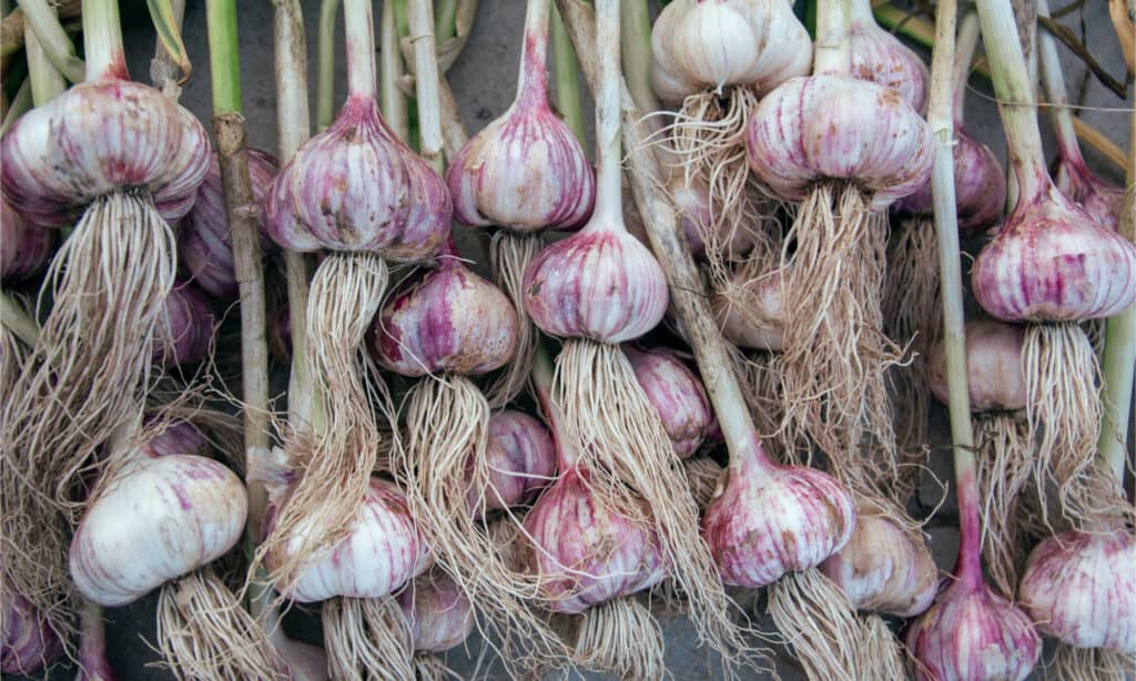 Vegetables to Plant in November