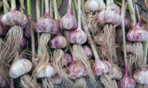 3 Reasons Garlic Is Not Safe for Dogs to Eat Picture