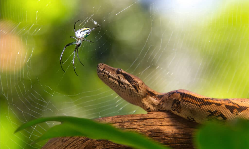 giant australian spider eats snake