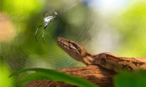 Snakes vs Spiders: Which is Deadlier to Humans? Picture