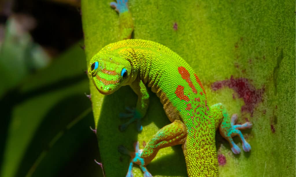 gold dust day gecko