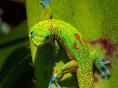 A Gecko Quiz: Test Your Lizard Knowledge!