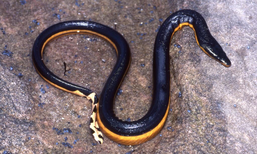 Venomous Sea Snake Facts (Hydrophiinae and Laticaudinae)