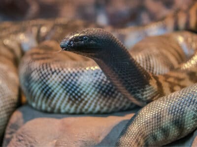 A Black-headed python