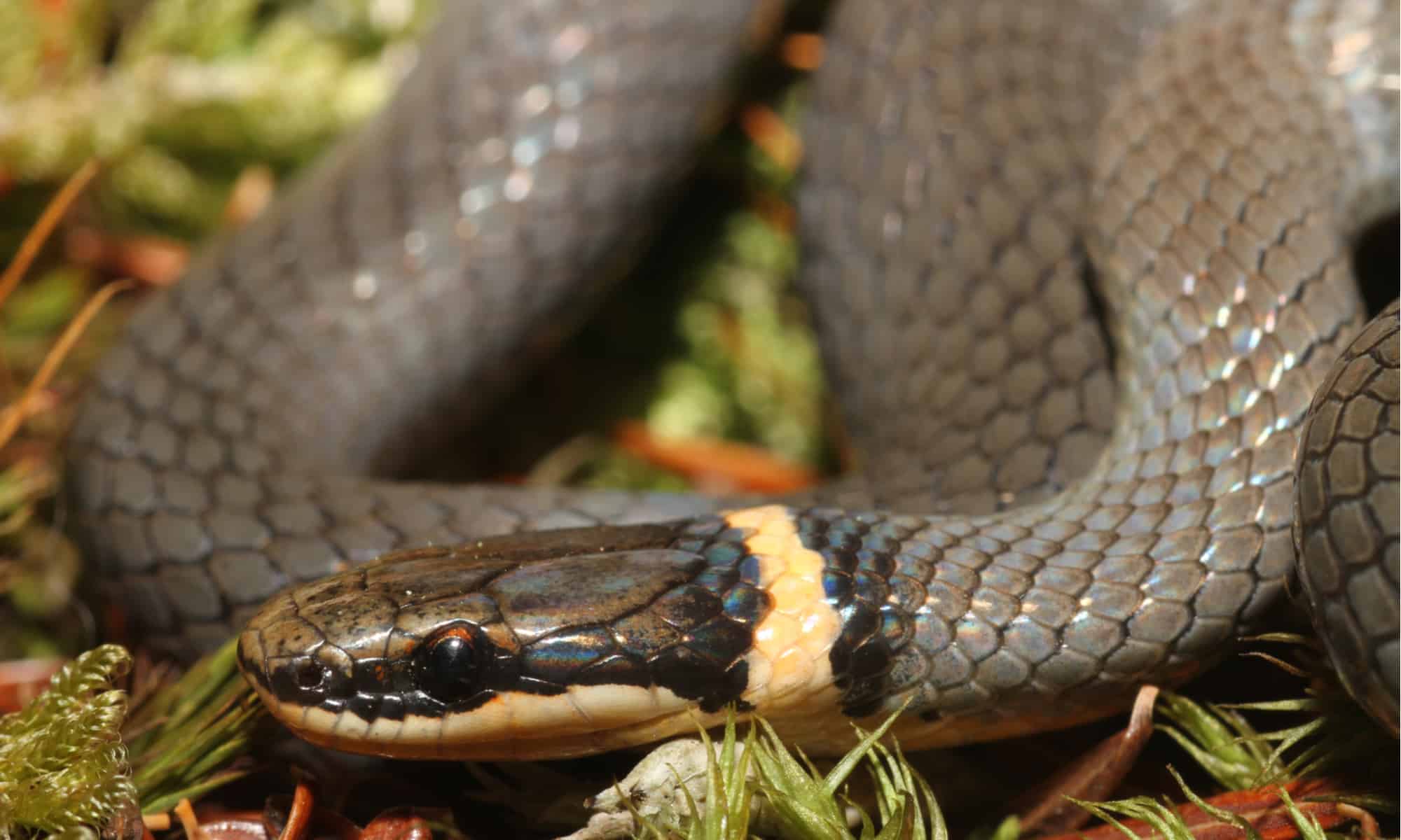 7 Black Snakes In Pennsylvania - A-Z Animals