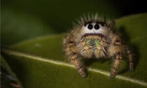 5 Extinct Types of Spiders – And 3 Critically Endangered Spiders that Need Help Today Picture
