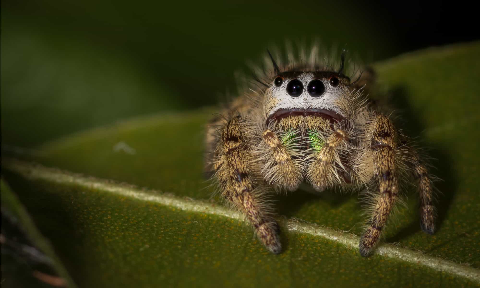 5 Extinct Types of Spiders - And 3 Critically Endangered Spiders that Need  Help Today - AZ Animals
