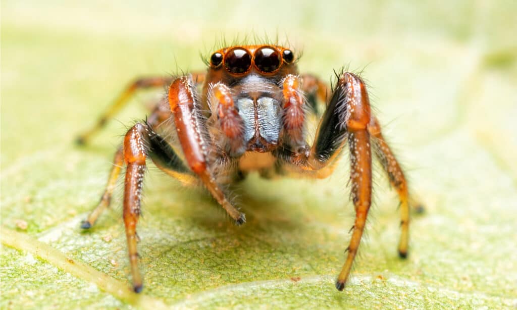 Spiders have small sticky “hairs” on their legs