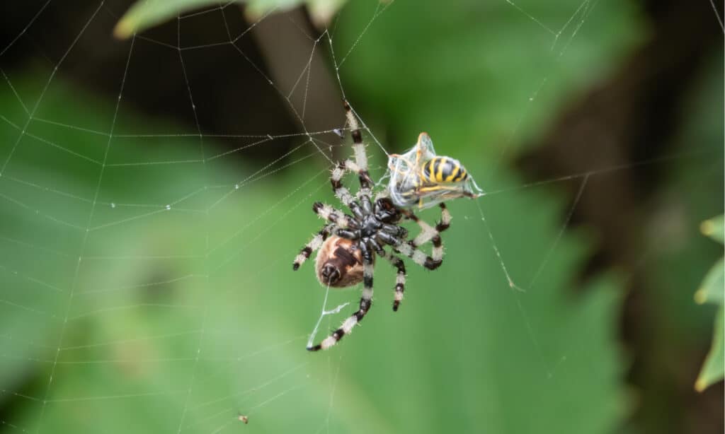 Shamrock Orb Weaver