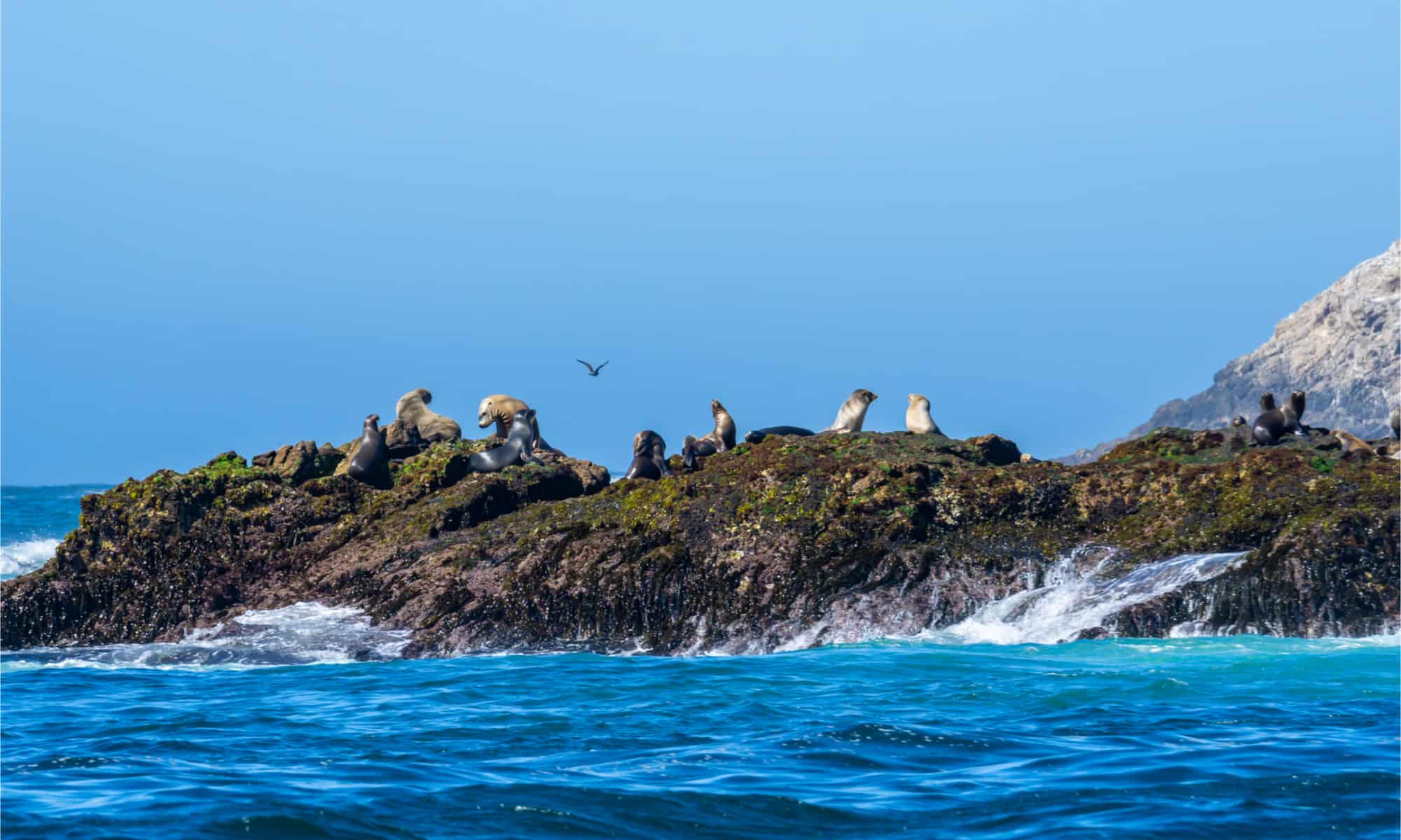 7,000 New Japanese Islands Were Just Discovered—Here's What Could Happen  With the Land