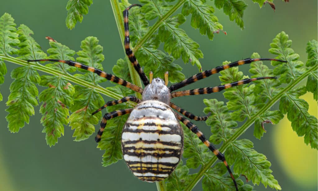Araignée de jardin baguée - Argiope trifasciata