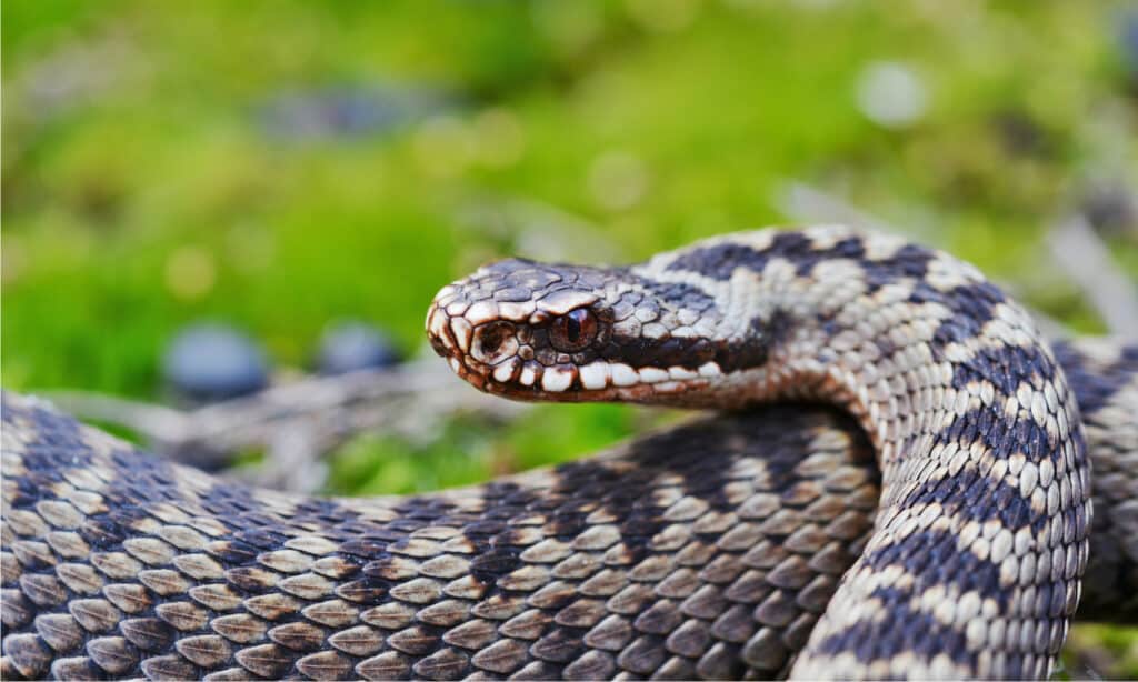 Common European Adder (Vipera berus)