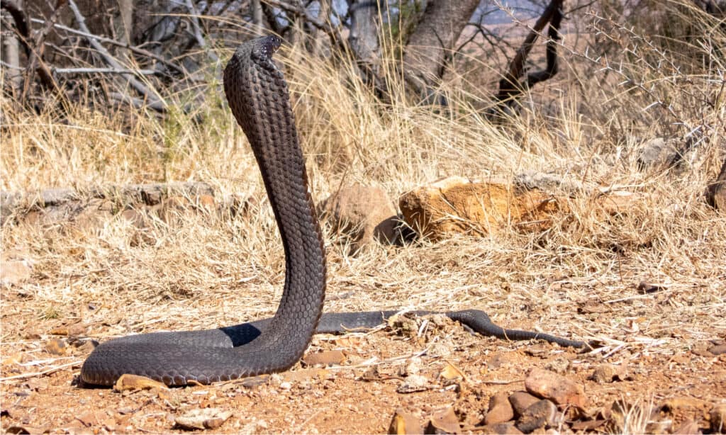 Rinkhals Snake