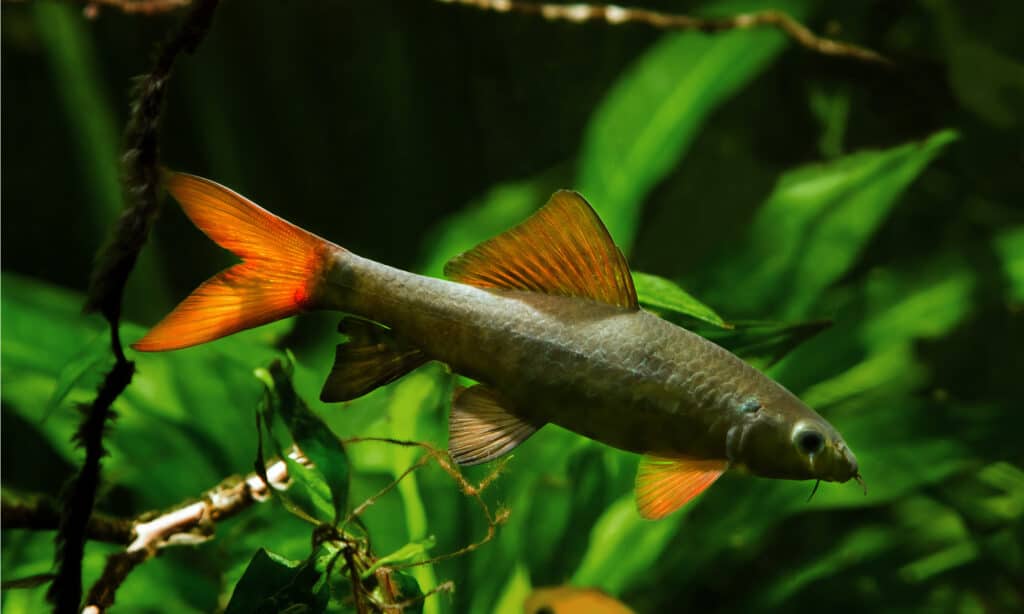 Rainbow Shark