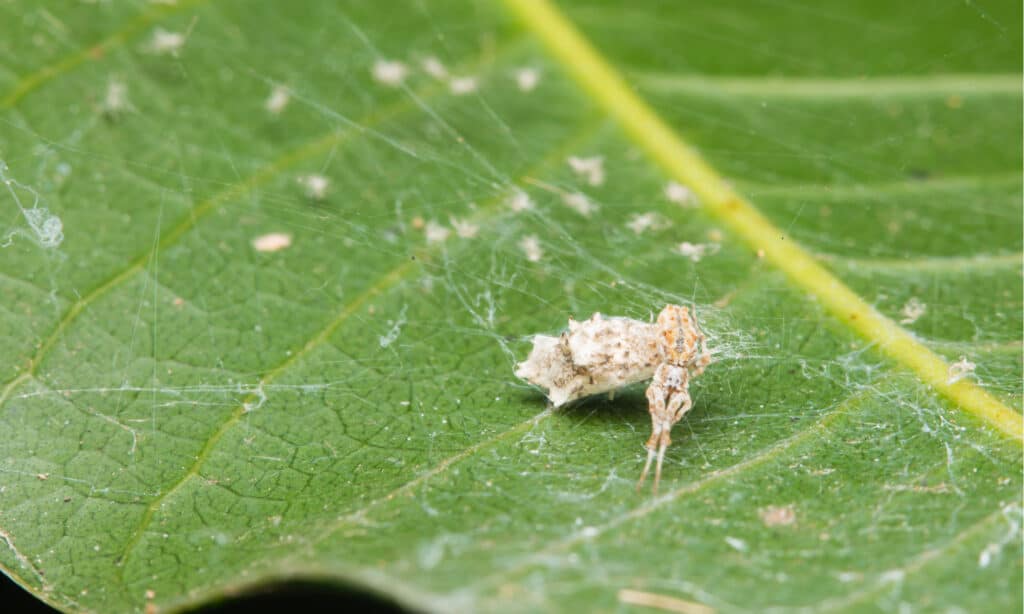 featherlegged orb weaver