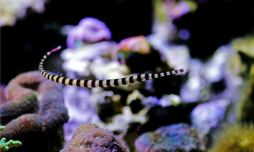 Pipefish