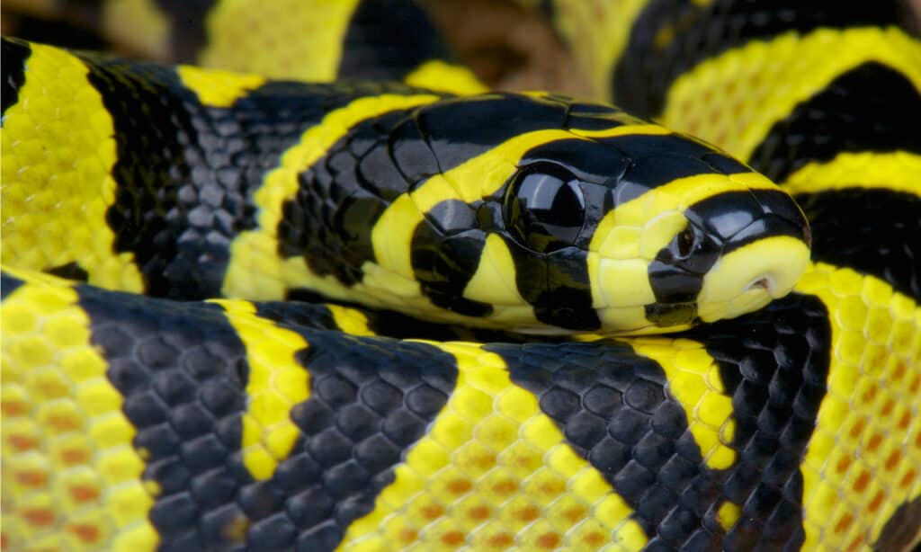 Mandarin Rat Snake or Mandarin Ratsnake