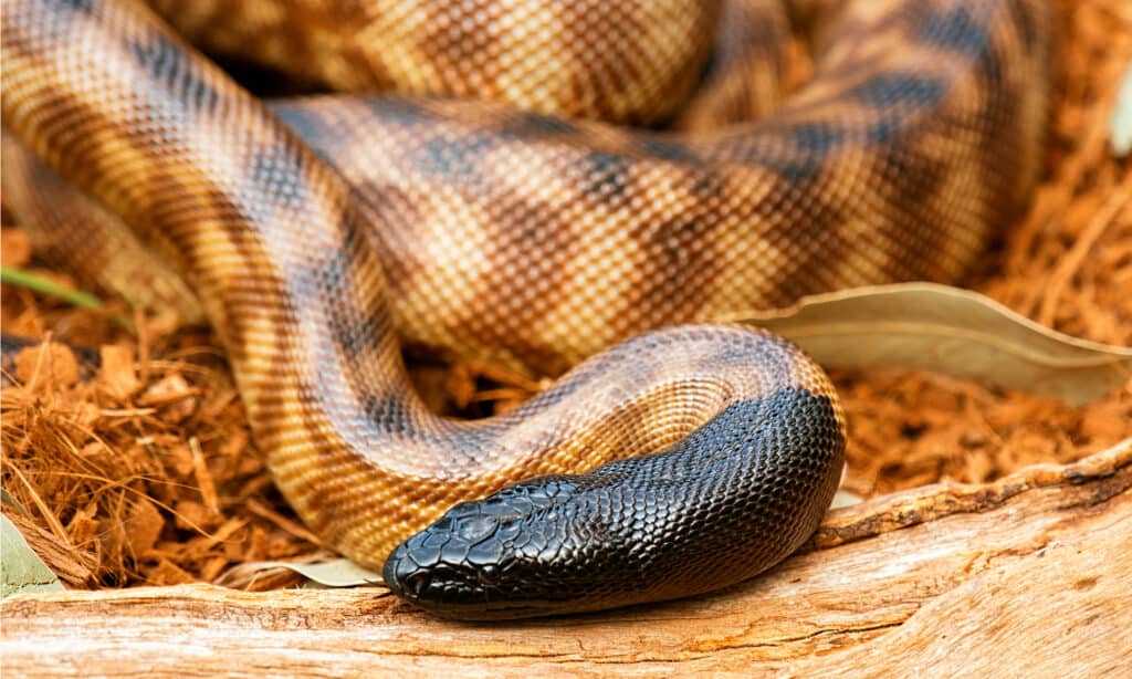 Black-Headed Python