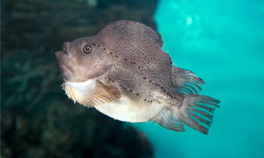 Lumpfish