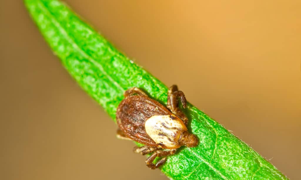 rocky mountain wood tick