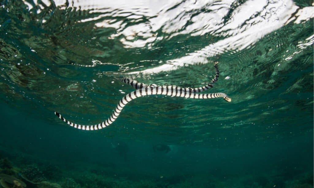 Black Banded Sea Krait Swimming