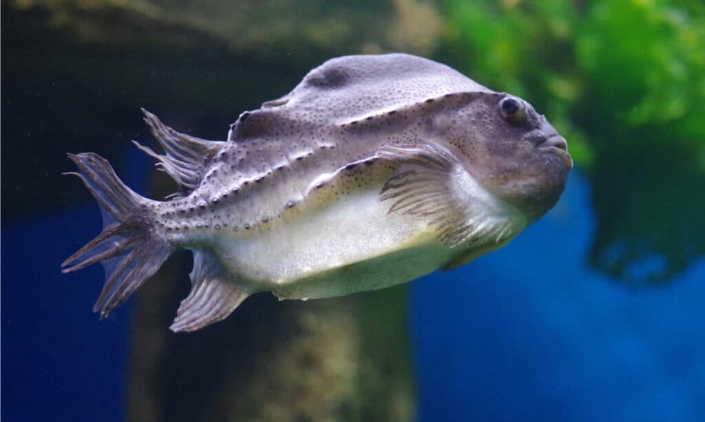Lumpfish Fish Facts | Cyclopterus lumpus - AZ Animals