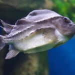 Lumpfish