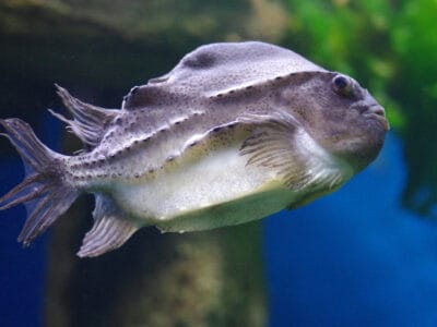 A Lumpfish