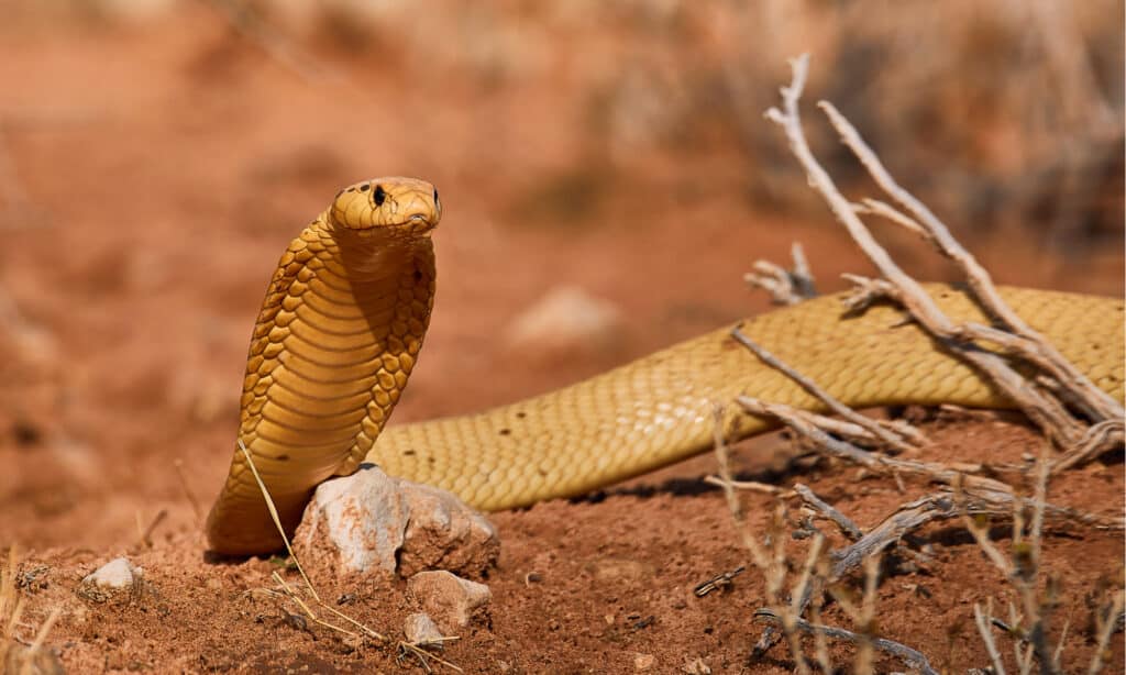 cape cobra bite