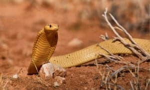 Cape Cobra Bite: Why it has Enough Venom to Kill 9 Humans & How to Treat It Picture