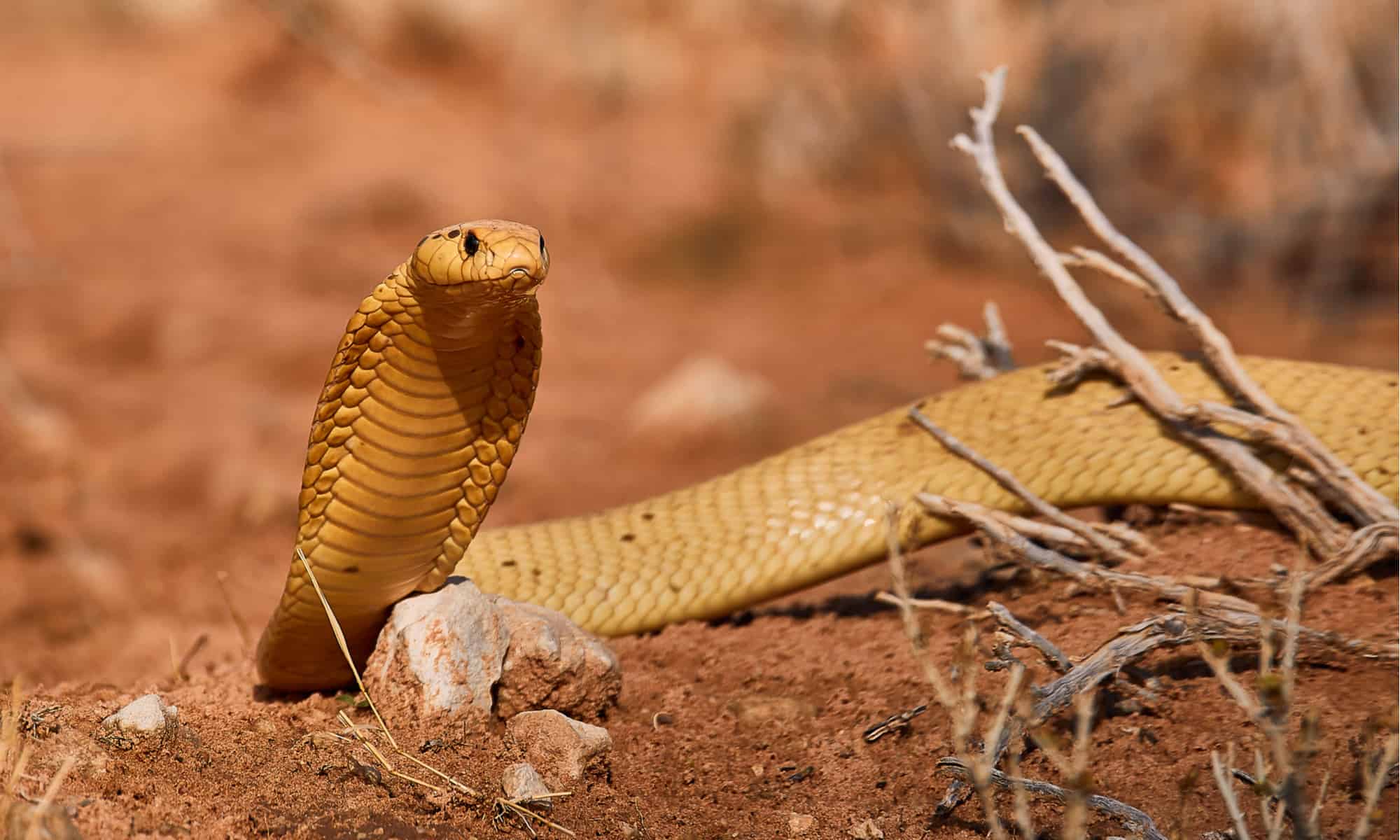 How to survive a cobra bite -- or better yet, avoid one entirely