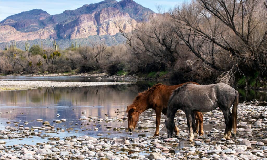 Salt River in Arizona