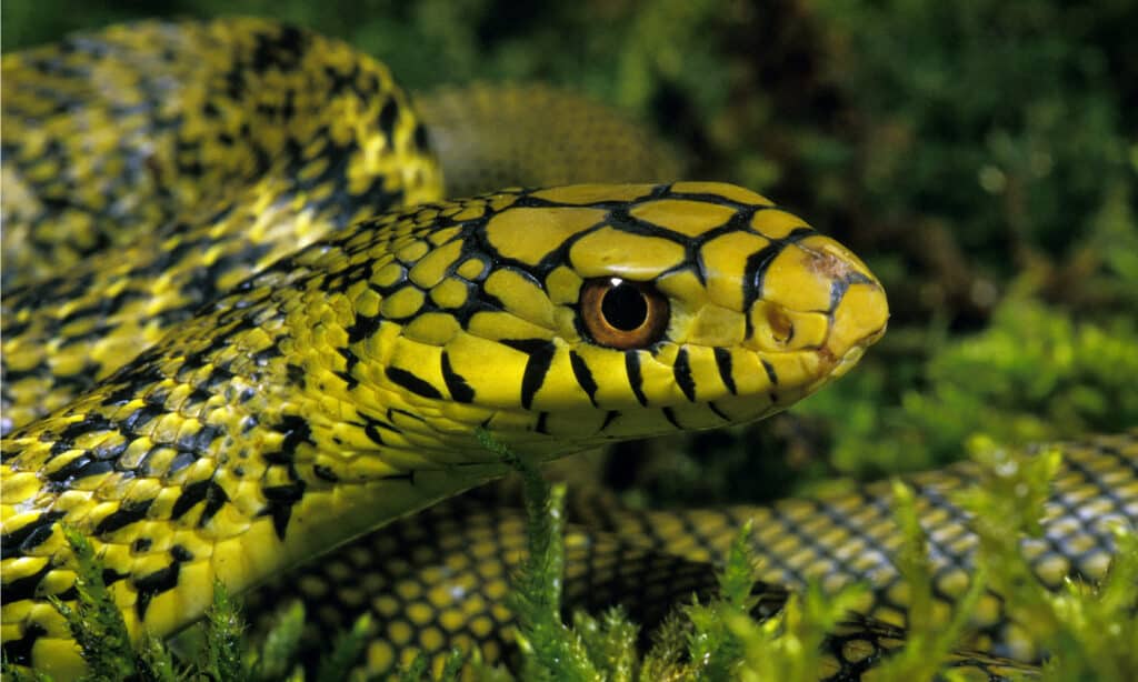 King rat snake or king ratsnake