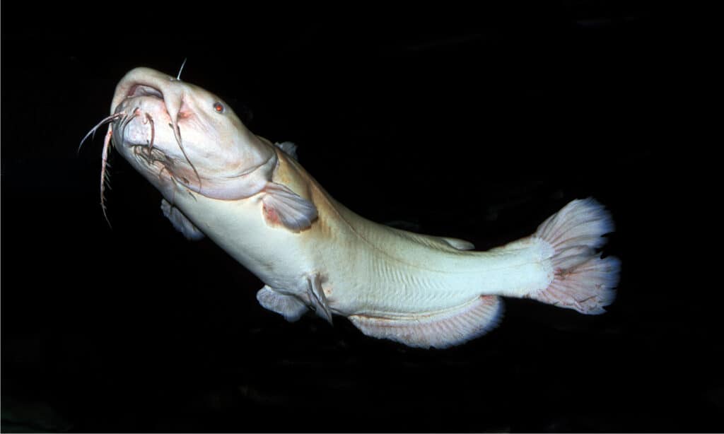 le plus grand poisson trophée du Minnesota - Le poisson-chat à tête plate est le deuxième plus grand poisson de l'État