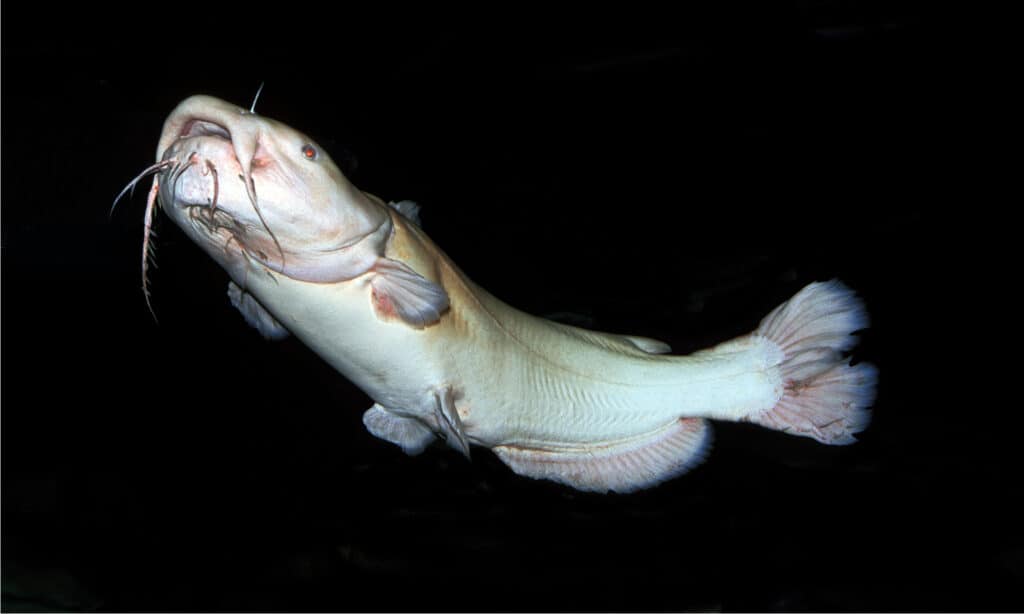 weighing up to 123 pounds, flathead cat fish are one of the largest animals in Minnesaota