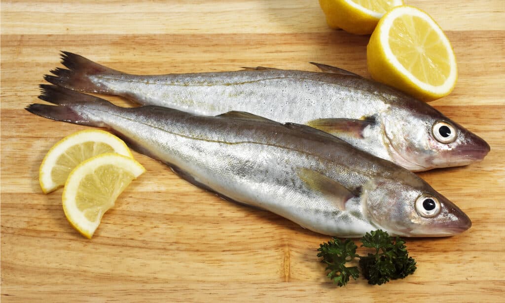 Whiting