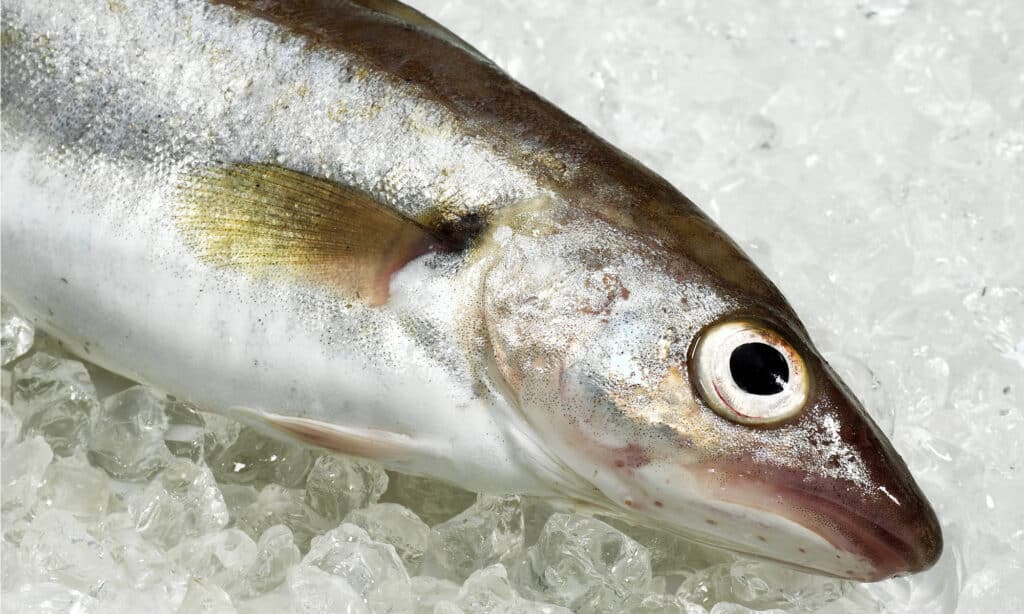 Whiting
