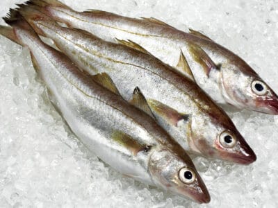 Whiting Picture